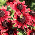 Cherry Brandy Black-eyed Susan Daisy Seeds – Rudbeckia hirta, 200+ Seeds, Vibrant Red and Yellow Flowers, Garden Flower Seeds