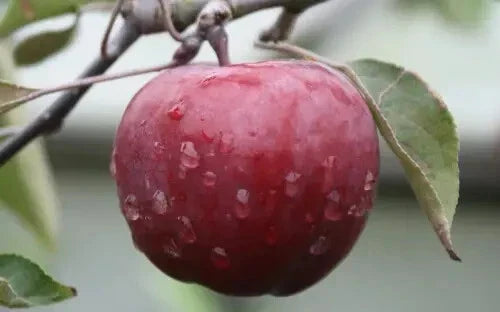 Almata Apple Seeds - 25+ Malus domestica Fruit Tree Seeds for Garden Planting, Home Orchard, Red & Yellow Fruit, Non-GMO