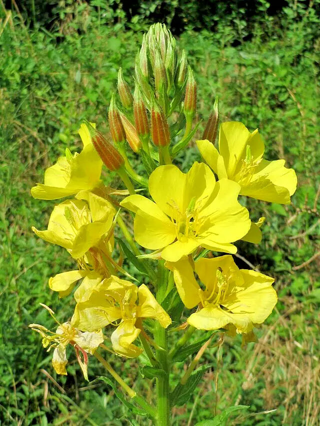 Evening Primrose Seeds Bulk 519 Oenothera biennis Large Yellow Flowers Perennial Garden Plant
