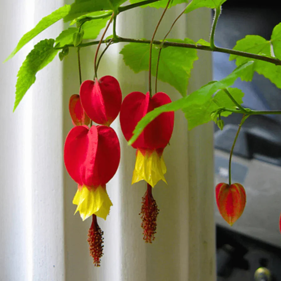 Live Abutilon Chinese Lantern Plants - 3 Well-rooted Colorful Plugs, 2–5" Tall