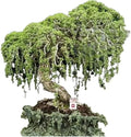 Australian Willow Bonsai Tree Fresh Cutting with Thick Trunks Salix fragilis Indoor Outdoor