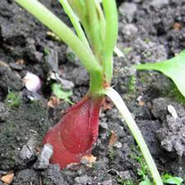 Heirloom Radish Seeds Collection – 5 Varieties Raphanus sativus Non-GMO for Home Gardening, Container & Garden Beds