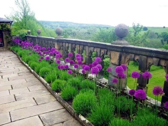 Purple Sensation Allium Seeds - 10 Pack for Large 4-6 Inch Purple Flowers, Butterfly Attractant, Drought Tolerant, Garden Bulbs