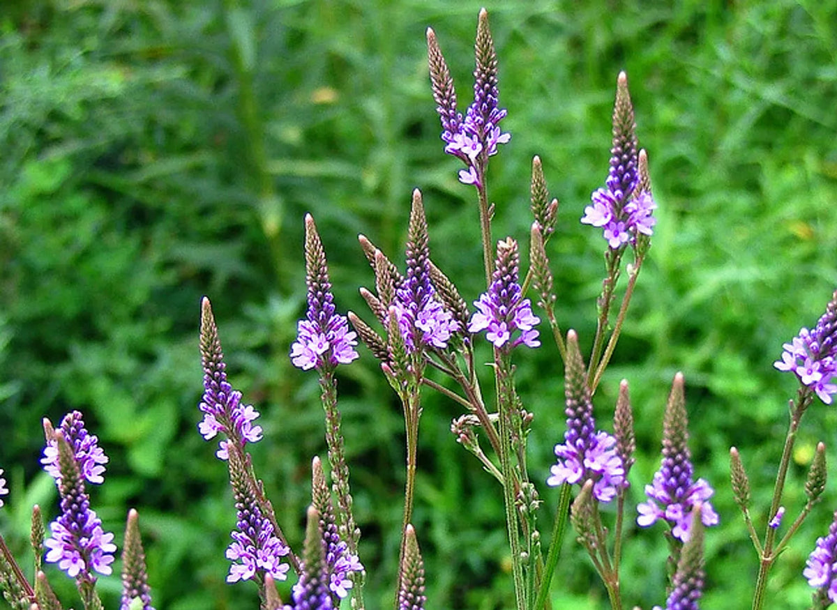 Blue Vervain Seeds – Perennial Verbena Hastata for Garden, Attracts Pollinators, Medicinal Plant, 200+ Seeds, USA Free Shipping