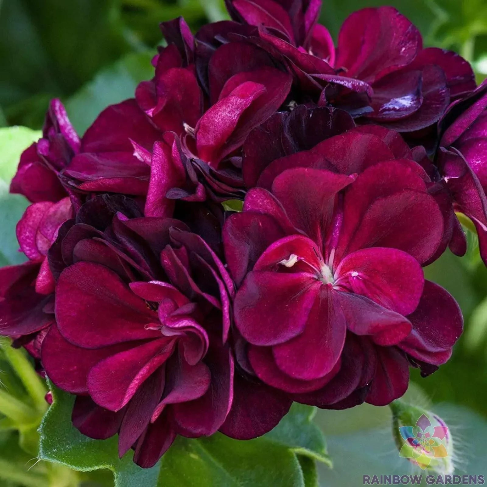 Dark Burgundy Ivy Leaf Geranium Seeds, Pelargonium peltatum, Trailing, Perennial, Garden Planting, Full Sun, 25+ Seeds