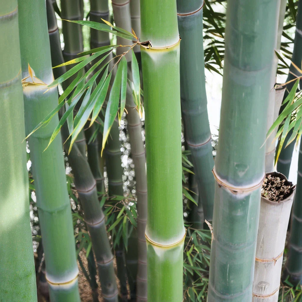 Bamboo Seeds 50 Pack - Indian Bengle Clumping Privacy Plant for Garden Screening - Bambusa vulgaris var. striata