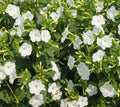 White Four O'Clock Seeds - Mirabilis jalapa Night Blooms, Non-GMO, 25 Seeds for Garden, Landscape & Pollinator Attraction