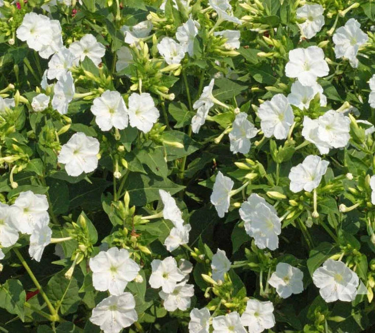 White Four O'Clock Seeds - Mirabilis jalapa Night Blooms, Non-GMO, 25 Seeds for Garden, Landscape & Pollinator Attraction