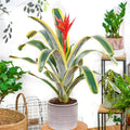 Aechmea Bromeliad Live Rooted Starter Plant - Felice Variety - Tropical Houseplant - Bromeliaceae, Aechmea fasciata
