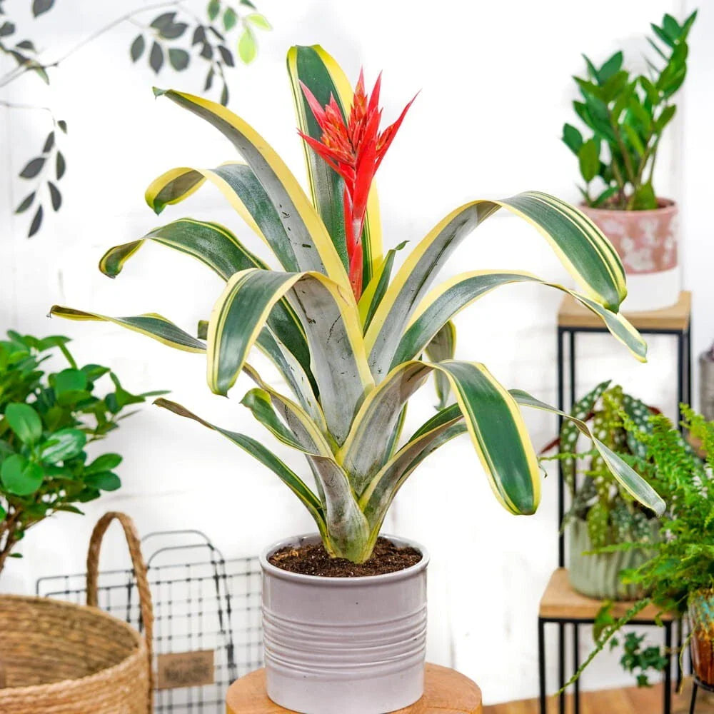Aechmea Bromeliad Live Rooted Starter Plant - Felice Variety - Tropical Houseplant - Bromeliaceae, Aechmea fasciata