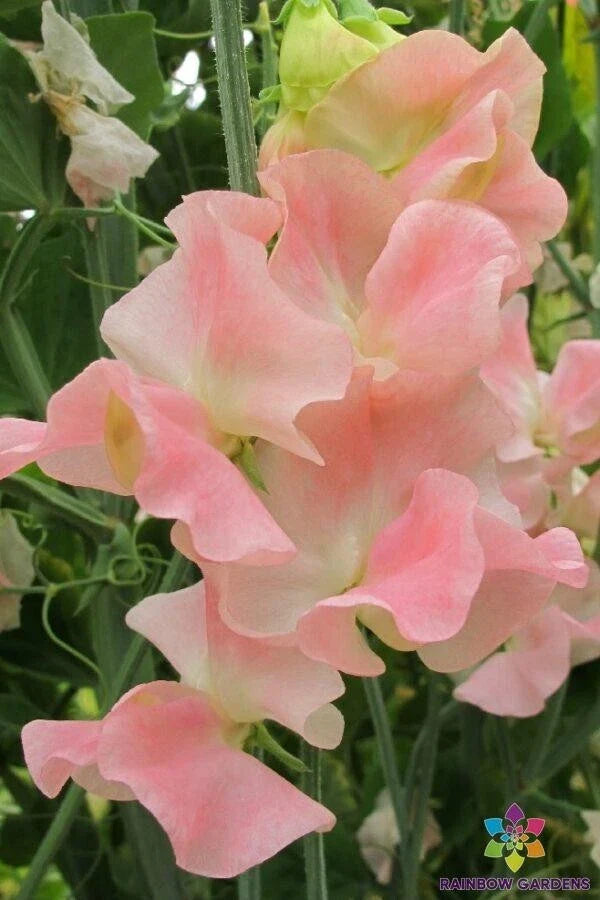 Sweet Pea Seeds - 50+ Pack - Harvey's Blush Lathyrus odoratus Garden Flower Seeds for Climbing Vines