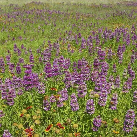 Bee Balm Seeds - 500 Non-GMO Monarda didyma Purple Heirloom for Pollinator Attraction
