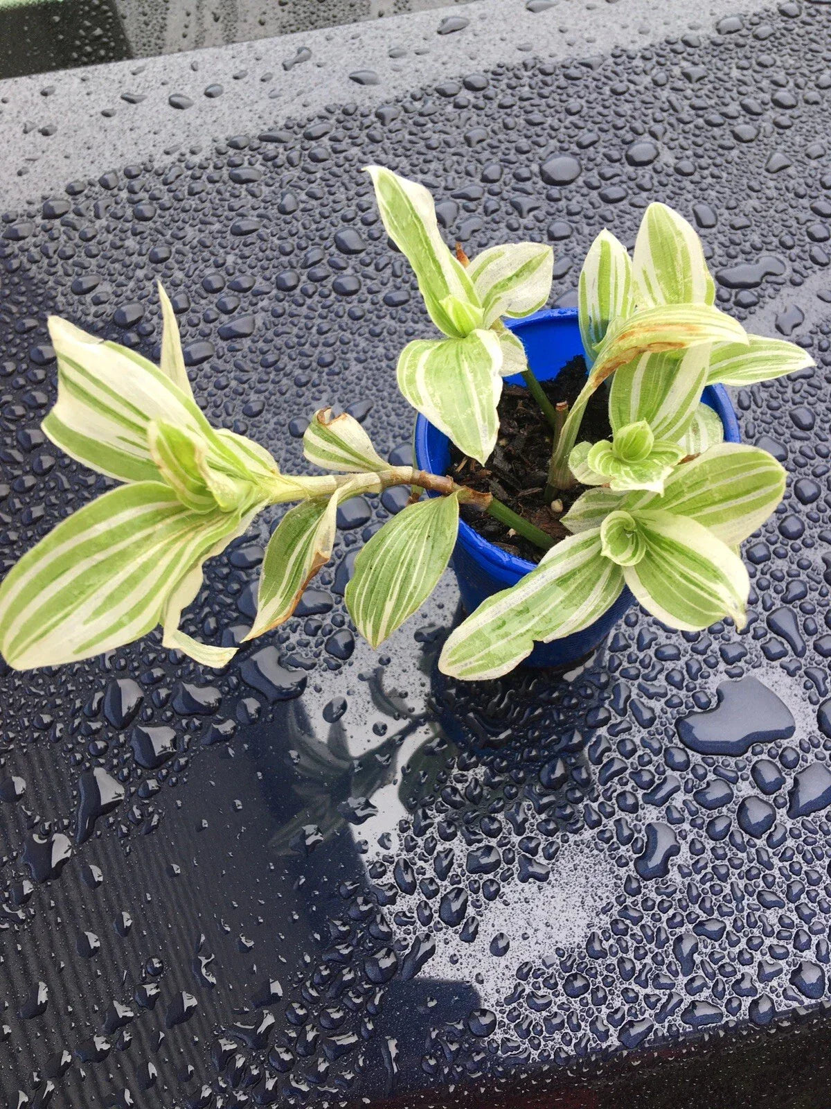 Tradescantia Albiflora Starter Cutting - Variegated Green & White Foliage Indoor Houseplant