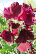 Maroon Sweet Pea Seeds - 50+ Pack, Climbing Vine, Lathyrus odoratus, Garden Planting, Full Sun, USA Grown