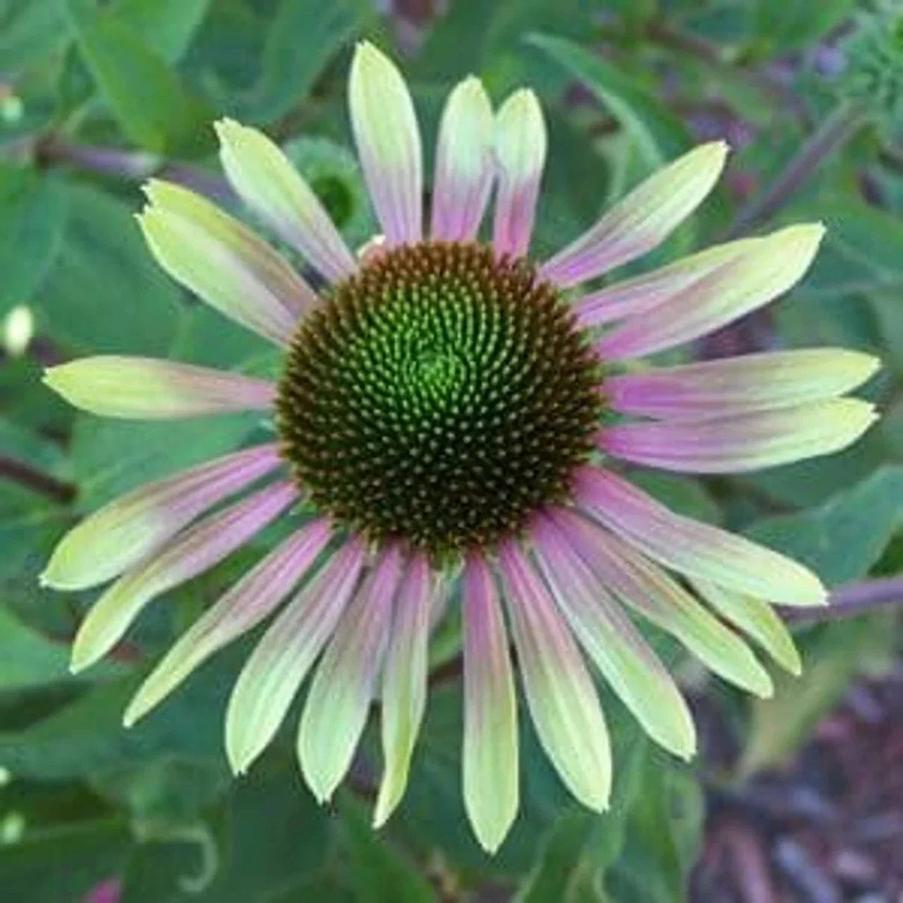 Green Envy Coneflower Seeds, Echinacea purpurea, Perennial Flower Seeds for Garden Planting, Full Sun, Attracts Pollinators