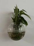 Pothos Cuttings - 5 Healthy Green Epipremnum aureum Indoor Trailing Vine for Propagation and Easy Care