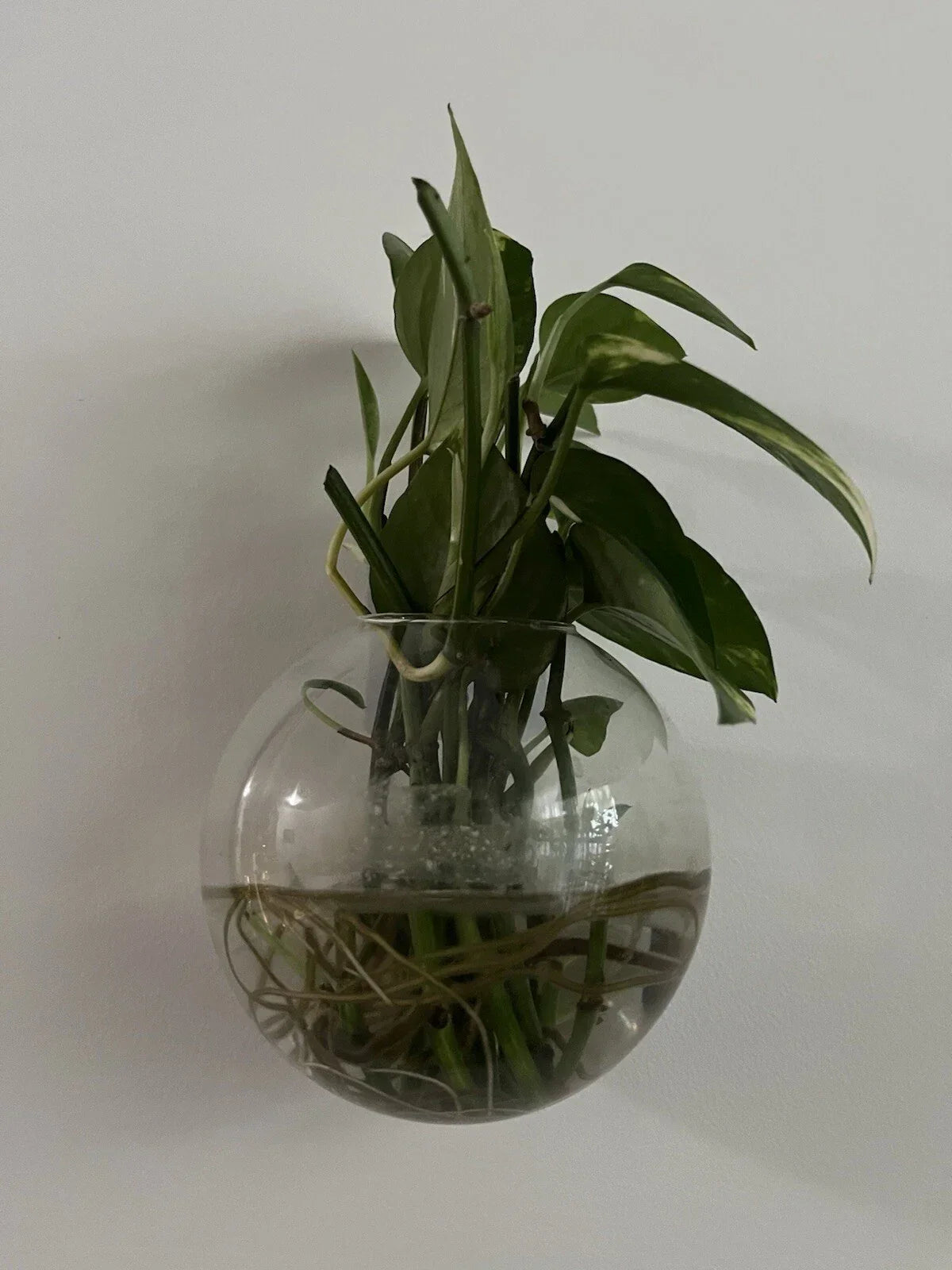 Pothos Cuttings - 5 Healthy Green Epipremnum aureum Indoor Trailing Vine for Propagation and Easy Care
