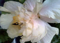 Elephant Ear Hibiscus Plant - Tropical Exotic Double Cream White Pink Flowers - Hibiscus rosa-sinensis, 6-inch Pot
