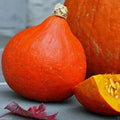 Japanese Red Kuri Squash Seeds - Uchiki Kuri Heirloom Non-GMO Cucurbita maxima, Full Sun, Packaged Seeds
