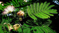 Mimosa Seeds - Pink Flowers - Persian Silk Tree - Albizia julibrissin - Garden Planting, Fast-Growing Tree, Pollinator Attractant