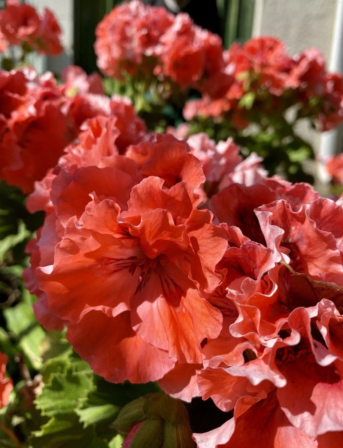 Geranium Cuttings 3 Pack Double Red/Orange Pelargonium Fresh Healthy Rooting Plants