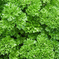 Forest Green Parsley Seeds Bulk Pack - Heirloom NON-GMO Petroselinum crispum for Cooking & Garden