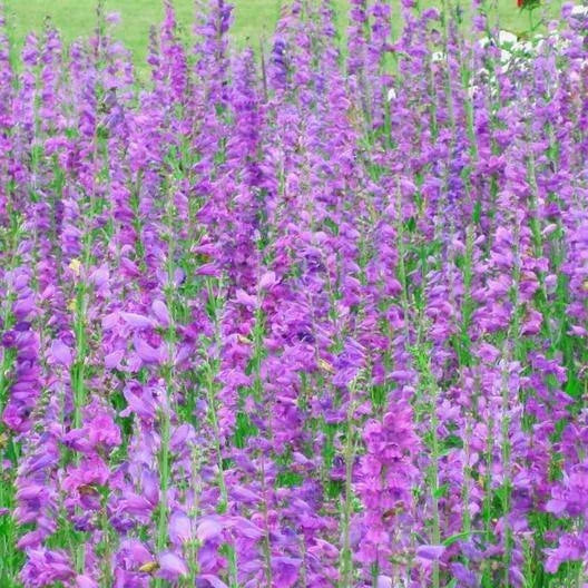 Penstemon Seeds - 500 Non-GMO Rocky Mountain Beardtongue Perennial for Hummingbirds, Pollinators, Full Sun, Well-Draining Soil