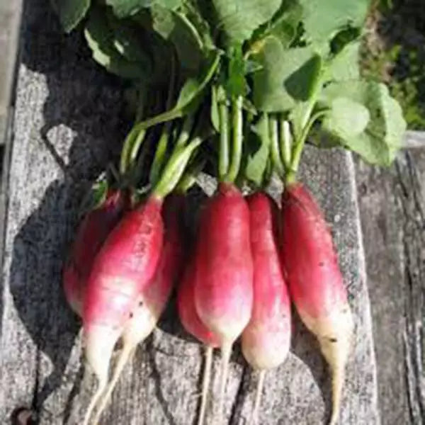 Radish Seeds - 500 Count - French Breakfast Heirloom - Non-GMO Raphanus sativus for Salad and Gardening