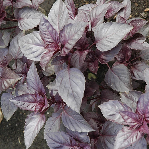 Dark Opal Basil Seeds - Heirloom Non-GMO Culinary Herb - Ocimum basilicum 'Dark Opal' Seed Packet