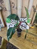 Large Pink Princess Philodendron Plant in 3.5" Pot, Variegated Philodendron erubescens Indoor Houseplant