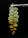 Marcgravia sp Mendez 10-Leaf Cutting - Indoor Terrarium Plant