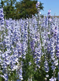Rocket Larkspur Seeds, Light Blue, Non-GMO, Delphinium ajacis, 500 Pack for Pollinators & Cut Flowers
