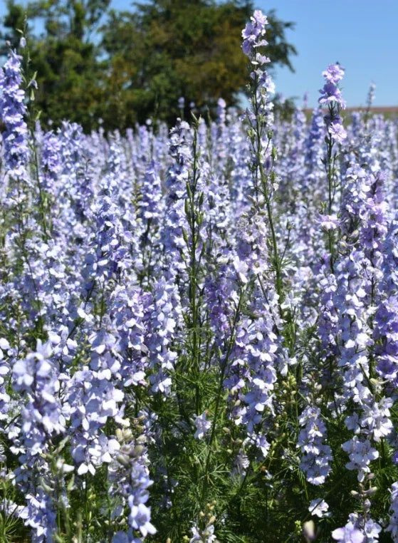 Rocket Larkspur Seeds, Light Blue, Non-GMO, Delphinium ajacis, 500 Pack for Pollinators & Cut Flowers