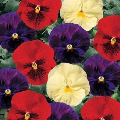 Pansy Seeds 50 Count Delta Wine & Cheese Mix Viola x wittrockiana Garden Flower Seeds
