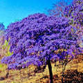 Lignum Vitae Tree Seeds - Guaiacum officinale Exotic Hardwood Seeds for Planting, Rare Tropical Tree Seeds