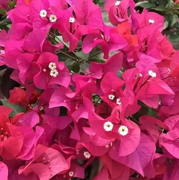 Bougainvillea Plant 4-Inch Pot Red Purple Flowers Drought-Tolerant Climbing Bougainvillea