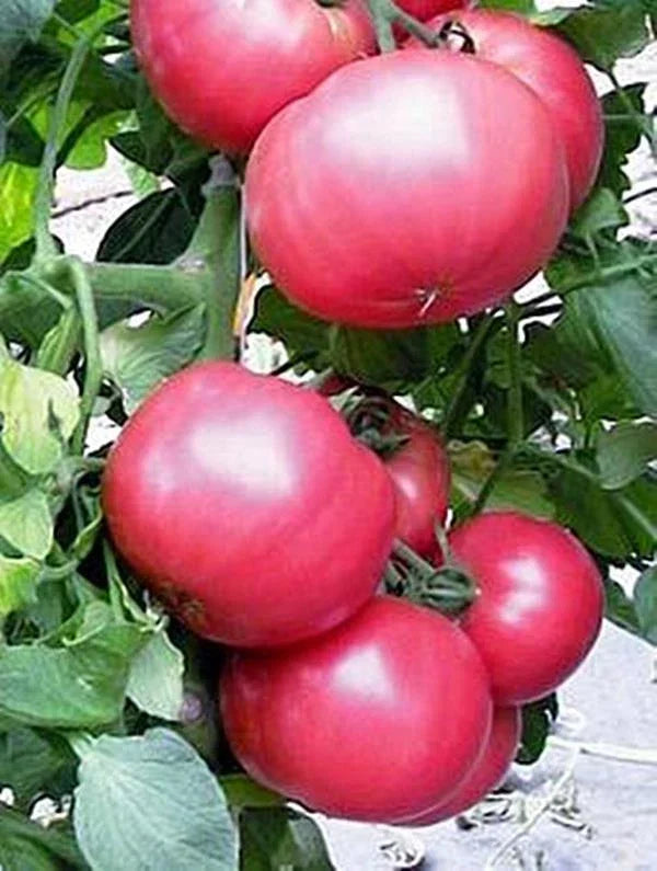 Chef's Choice Pink Tomato Seeds - Set of 40+ Solanum lycopersicum, Juicy Pink Slicer, Heirloom, Non-GMO, Garden & Container Plant