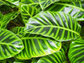 Calathea Wiotii Seeds – 25+ Pack for Indoor & Outdoor Planting – Tropical Foliage, Non-GMO, Easy to Grow