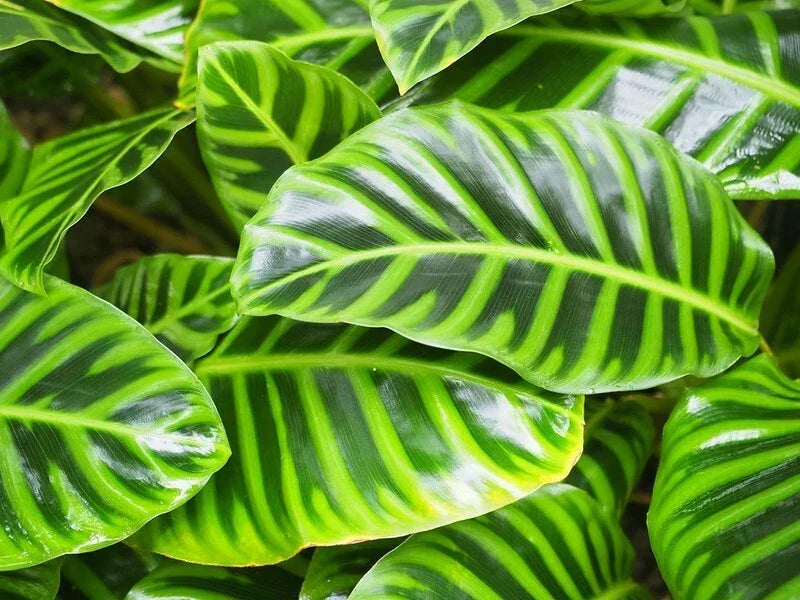 Calathea Wiotii Seeds – 25+ Pack for Indoor & Outdoor Planting – Tropical Foliage, Non-GMO, Easy to Grow