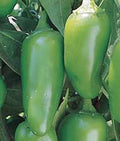 Early Jalapeno Pepper Seeds - Heirloom, Non-GMO, Capsicum annuum, 100 Seeds for Salsa, Cooking & Gardening