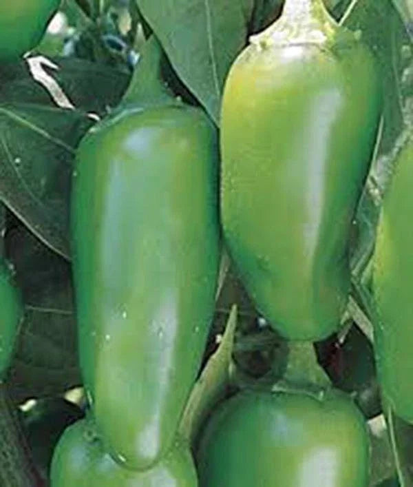 Early Jalapeno Pepper Seeds - Heirloom, Non-GMO, Capsicum annuum, 100 Seeds for Salsa, Cooking & Gardening