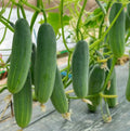Marketmore 76 Cucumber Seeds – Non-GMO Heirloom Cucumis sativus for Home Gardens, Slicing & Pickling, 200 Seeds