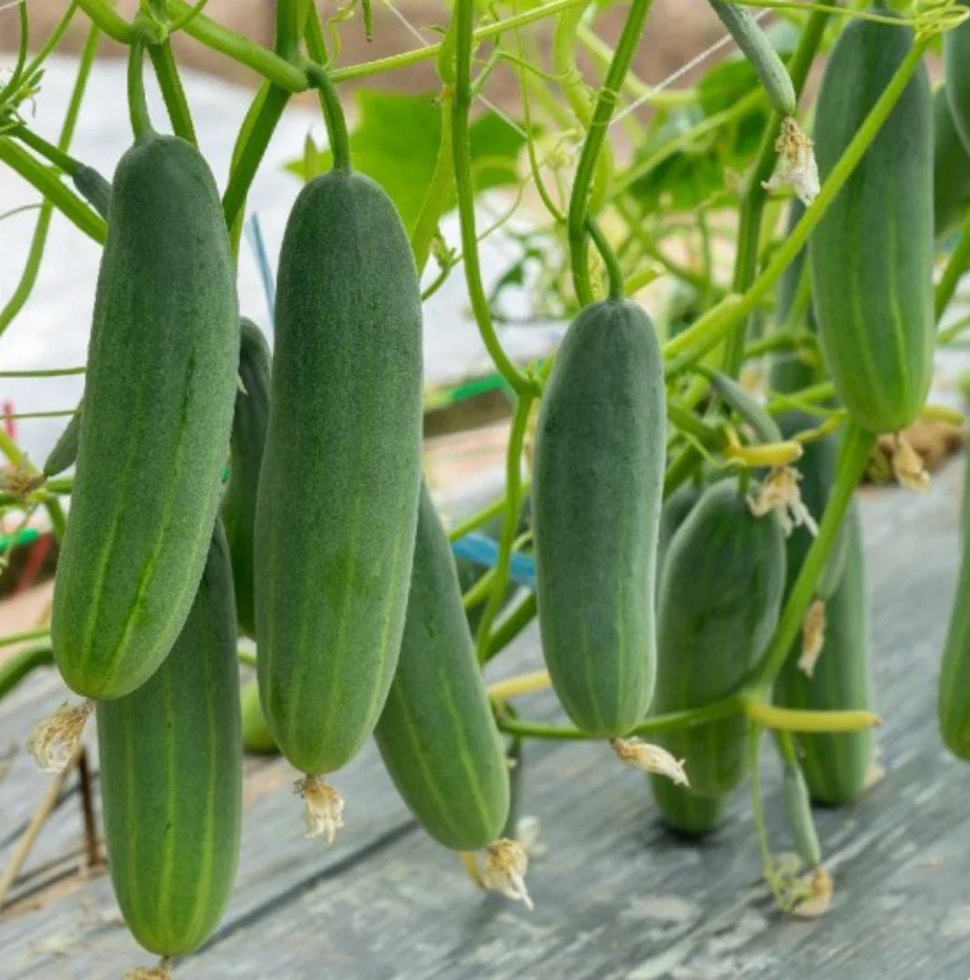 Marketmore 76 Cucumber Seeds – Non-GMO Heirloom Cucumis sativus for Home Gardens, Slicing & Pickling, 200 Seeds
