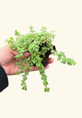 Pilea Tiny Tears Rooted Starter Plant - Low Maintenance Indoor Houseplant - Pilea involucrata