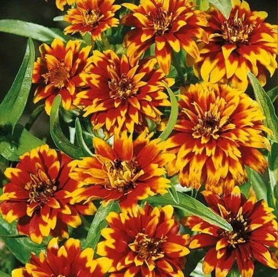Old Mexico Zinnia Seeds - 100+ Pack, Zinnia elegans, Bright Multi-Color Flowers, Garden, Border & Container Planting