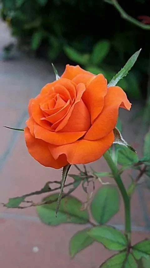 Orange Rose Seeds - Perennial Bush Shrub for Gardens - Rosa spp. - Vibrant Orange Blooms, Easy to Grow, Full Sun to Partial Shade