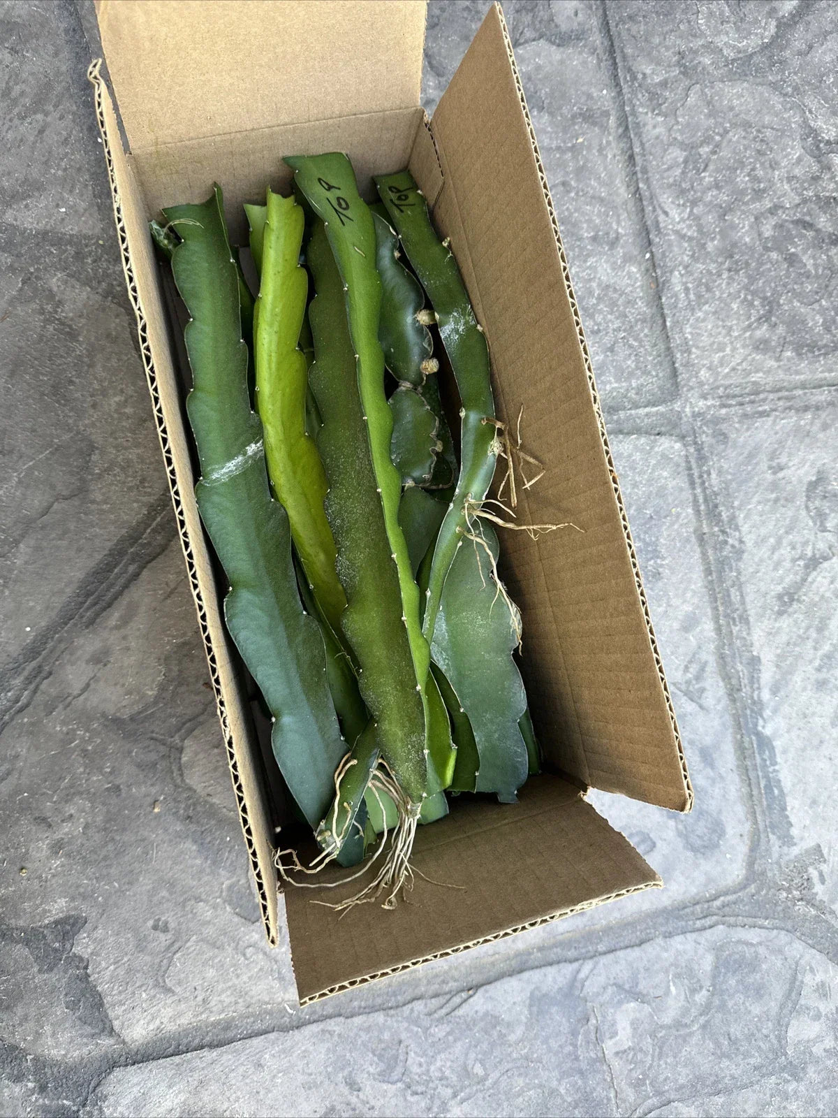 Rare Dragon Fruit Cuttings 8-12 Inches | Hylocereus Undatus | Exotic Cactus Plant