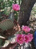 Beaverita Pink Fruit and Flowers Cactus Pad | Opuntia basilaris x Santa Rita | Drought-Tolerant Desert Plant for Garden & Indoor