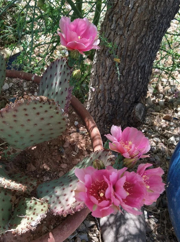 Beaverita Pink Fruit and Flowers Cactus Pad | Opuntia basilaris x Santa Rita | Drought-Tolerant Desert Plant for Garden & Indoor