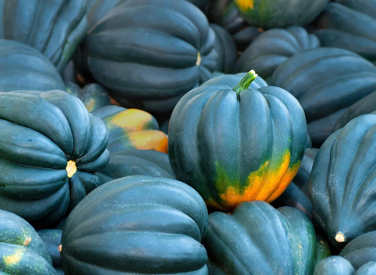 Acorn Squash Seeds - 50+ Seeds - King Table Variety - Cucurbita pepo - Delicious Flavor for Garden Planting